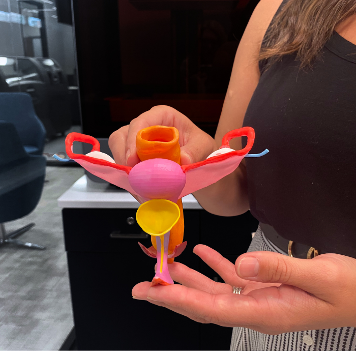 Close-up of the resin 3D model of female reproductive organs printed at Clarkson College