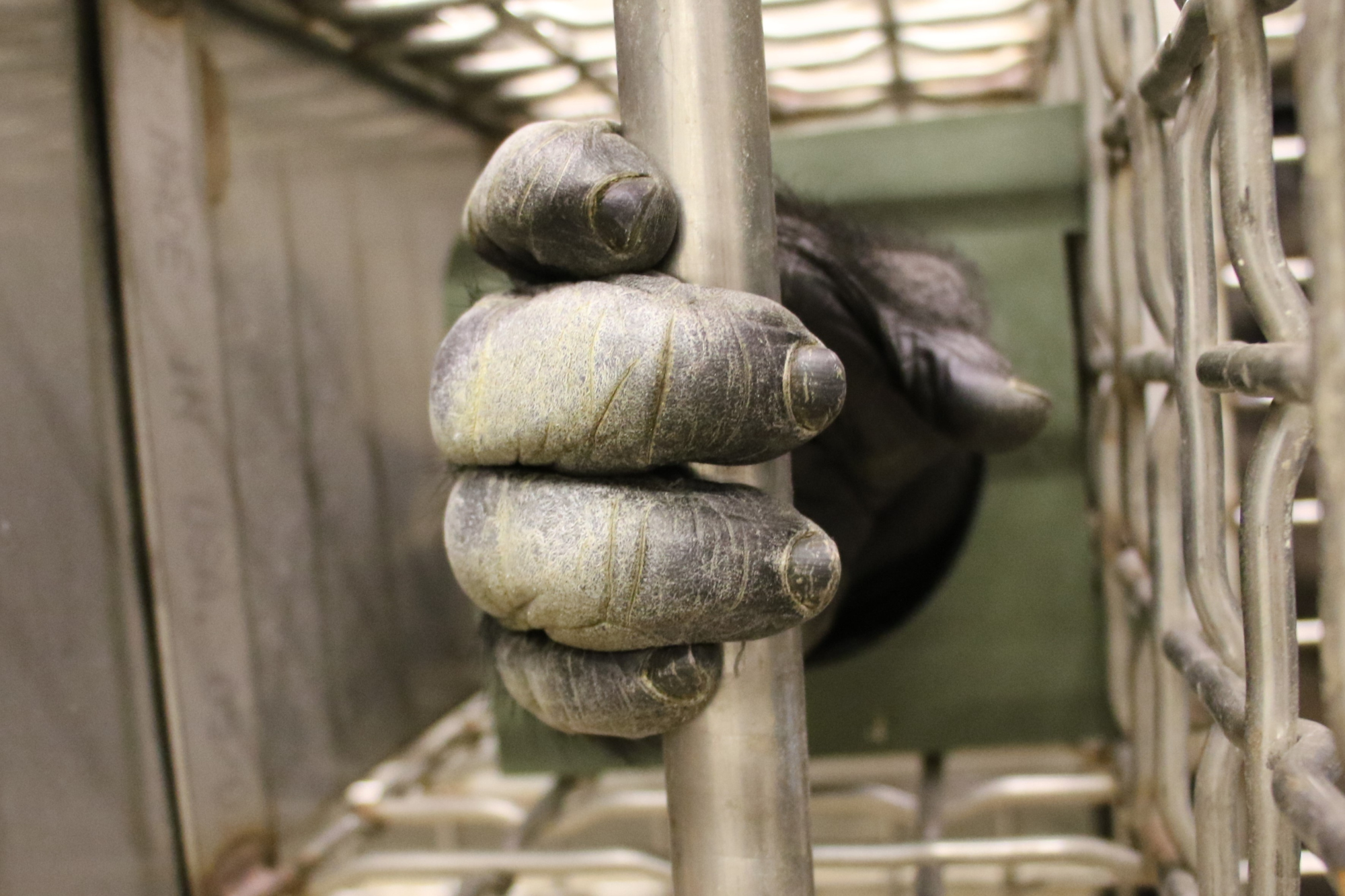 Close up image of gorilla holding a metal pole